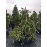 Ялина звичайна Інверса компакта 160-180 см